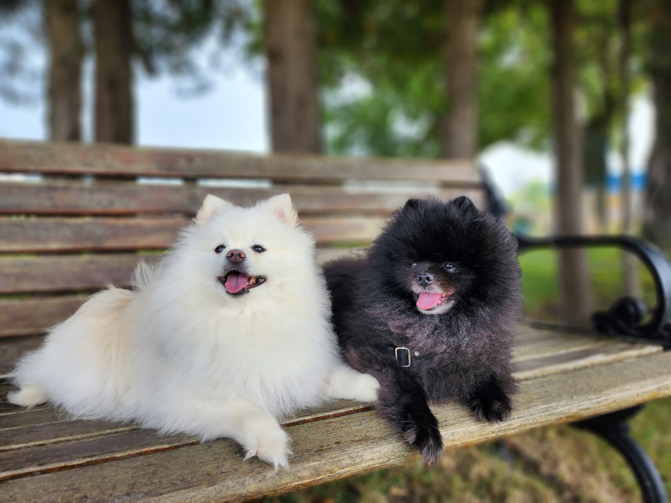 Dolce and Epyon sitting on a bench.
